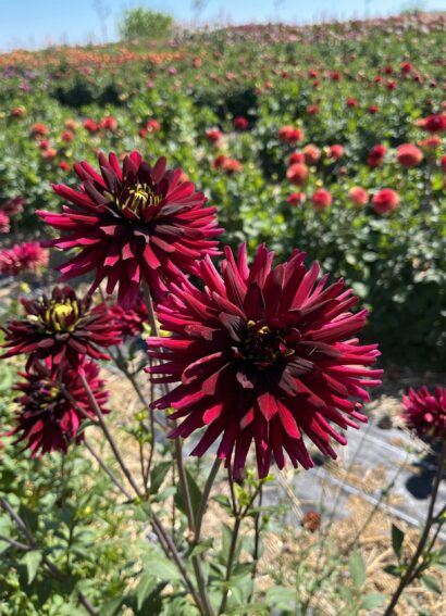 Dahlia Chat Noir