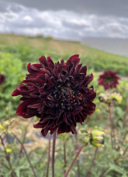 Dahlia Soulman - Image 2