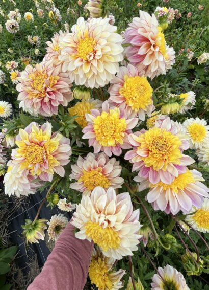 Dahlia Polka