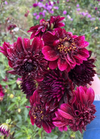 Dahlia Soulman
