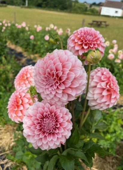 Dahlia Peach & Cream