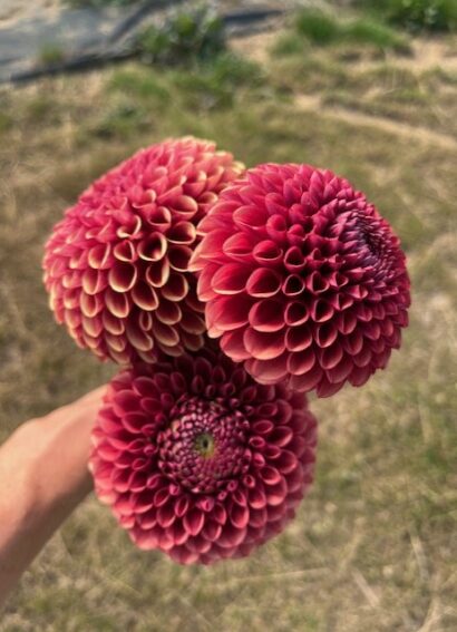 Dahlia Cooper Boy