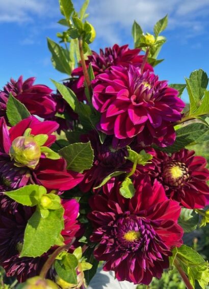 Dahlia Diva