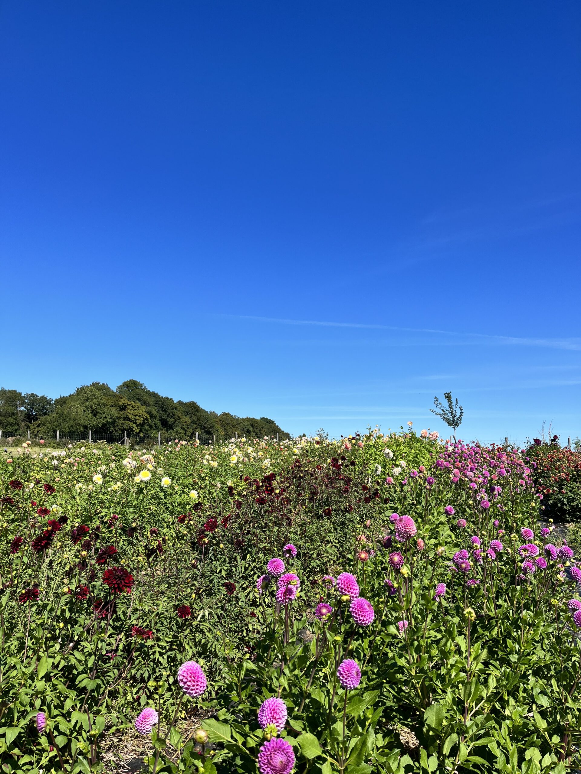 Récolte au champs fleurs d'été 12 septembre 2026