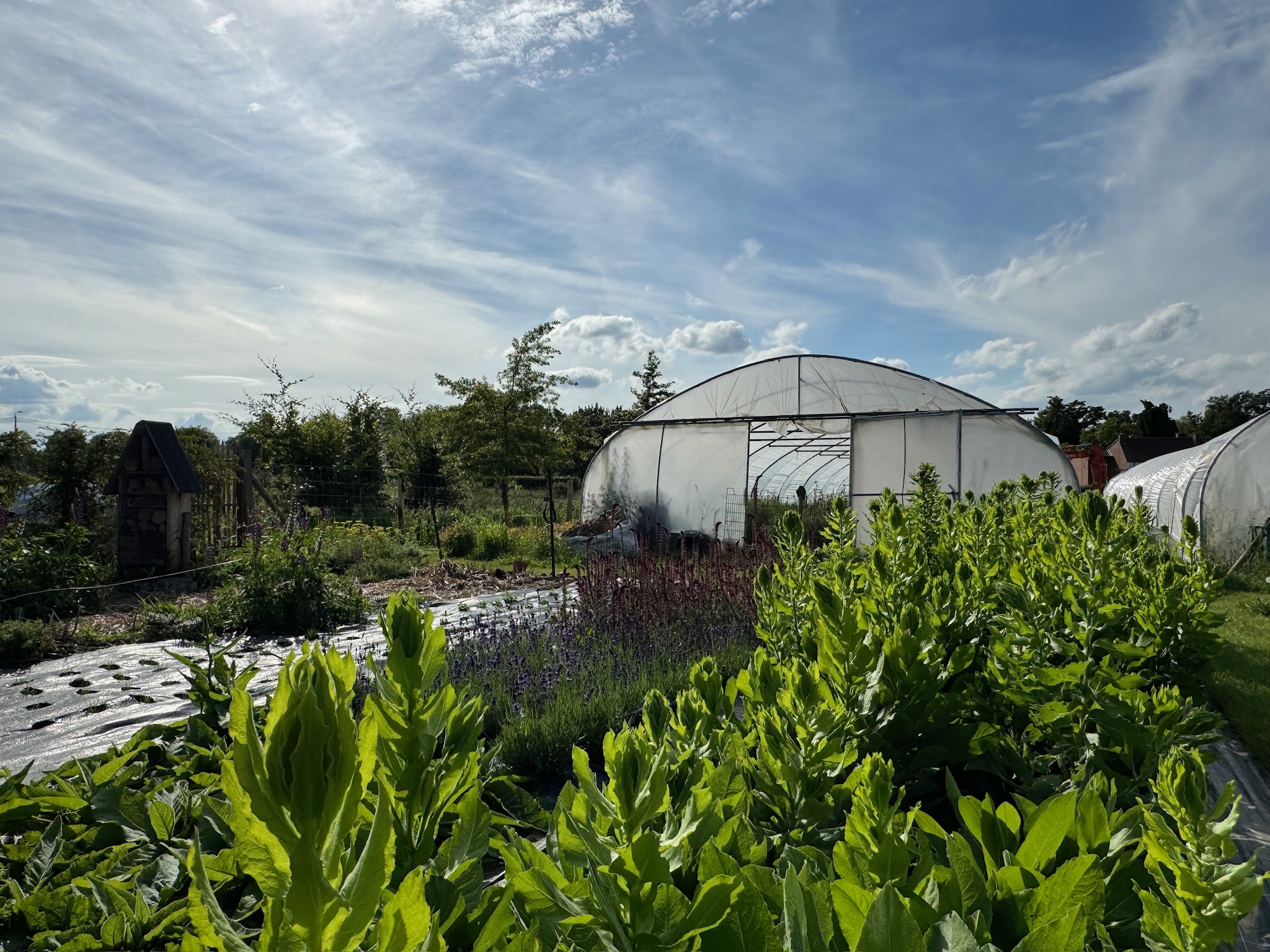 Atelier semis fleurs d'été 26 avril 2026