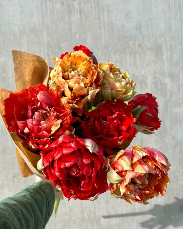 Les bouquets de tulipes et de renoncules sont désormais disponibles sur commande via notre site et dans différentes tailles et coloris. 

Les jours de retrait seront possibles les lundi, mercredi, vendredi et samedi.

Pour plus d’infos c’est par ici 👉www.pauletteadesfleurs.be ou par téléphone.