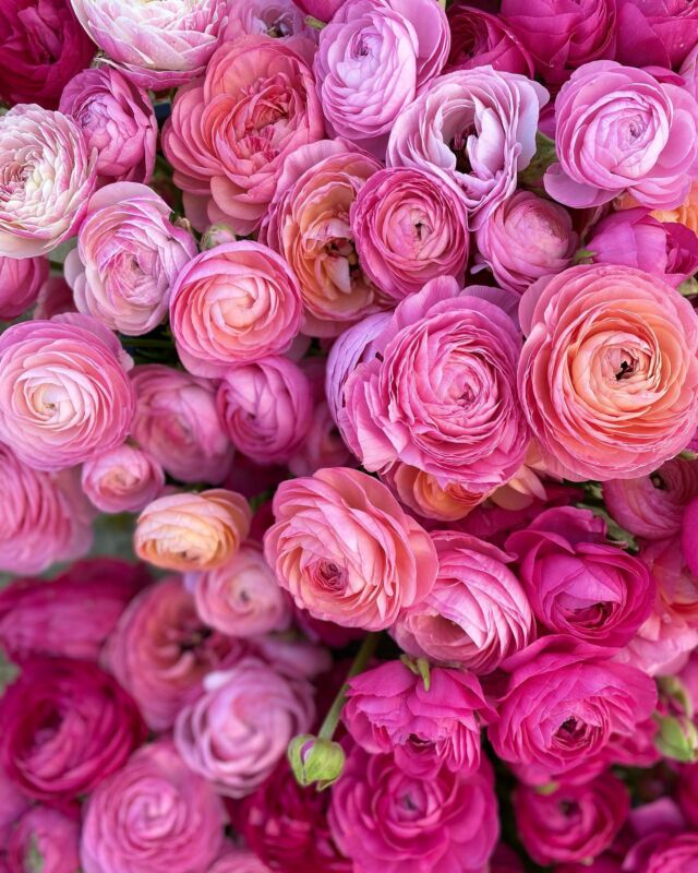 Il ne vous reste que 15 jours avant la clôture des abonnements pour la saison 2023 🙌

Et si vous êtes plutôt fleurs de printemps l’abonnement fleurs de printemps vous permets de profiter de 2 bouquets par mois de avril à juin. 

Et pour les gourmands, l’abonnement saison complète vous permets de profiter de jolis bouquets parfumés de avril à octobre. 

Pour rappel les abonnements sont à retirer au champ, pas de livraison possible. 

Infos et réservation sur notre e shop. Pauletteadesfleurs.be ou par téléphone 0471 07 28 71

#slowflowersbelgique#fleurslocales#fleursdesaison#slowflowers#pauletteadesfleurs#fleursecologiques#ecoresponsable