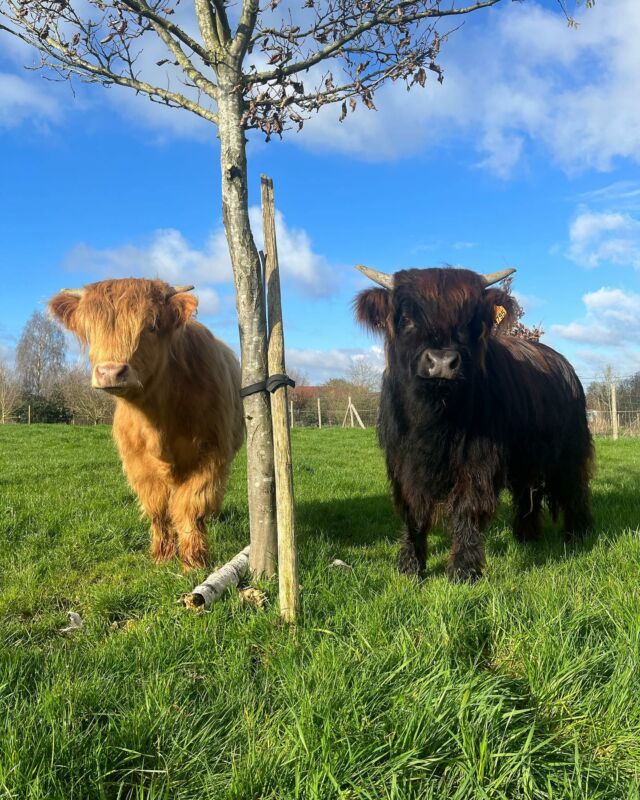 On arrête de faire durer le suspens et on vous présente nos deux poilues !

💛 Mirabelle et Eglantine 💛

Pour ceux qui ne connaissent pas les Highlands ce sont de petites vaches très sociables originaires d’Écosse et vraiment pot de colle. Elles adorent manger tout ce qu’elle trouve et sont utilisée pour débroussailler les zones difficiles d’accès. Très pratiques pour les zones écologiques qui doivent être entretenue naturellement. 

Vous l’avez compris en plus des fleurs on se lance dans un nouveau projet. On aura l’occasion de vous en dire plus au fil de la saison. 

Et petit bonus nos jolies vaches nous apportent désormais tout l’engrais nécessaire à notre terrain. La boucle est bouclée. 

Ah et j’ai encore une poilue à vous présenter mais une chose à la fois 😜