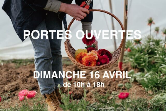 J’en profite aussi pour vous annoncer que cette année nous participons à la journée Horti Découvertes à cette occasion nous ouvrons le champ au public. 

PORTES OUVERTES le dimanche 16 avril de 10h à 18h.

Adresse : chemin de Pierpont 6210 Rêves (Les Bons Villers) en face du n29

Au programme :

🌱 Atelier semis de fleurs pour petits et grands et repartez avec votre plateau de semis. 

💐 Atelier fleurs séchées et fraîches selon les disponibilités du champ. 

🍾 On vous accueille également avec un bar 

🌸 Les Dahlias et Chrysanthèmes seront également en vente directe. 

🐮 Nos deux vaches Highlands VIP Eglantine et Mirabelle seront présente.

On compte sur vous pour passer le message et venir nous rendre une petite visite pour découvrir notre métier et les fleurs qui poussent près de chez vous.

Le champ ne sera pas rempli de fleurs car qui dit de saison signifie fleurs de printemps. Les tulipes, narcisses, renoncules et anémones seront au rendez vous.💛