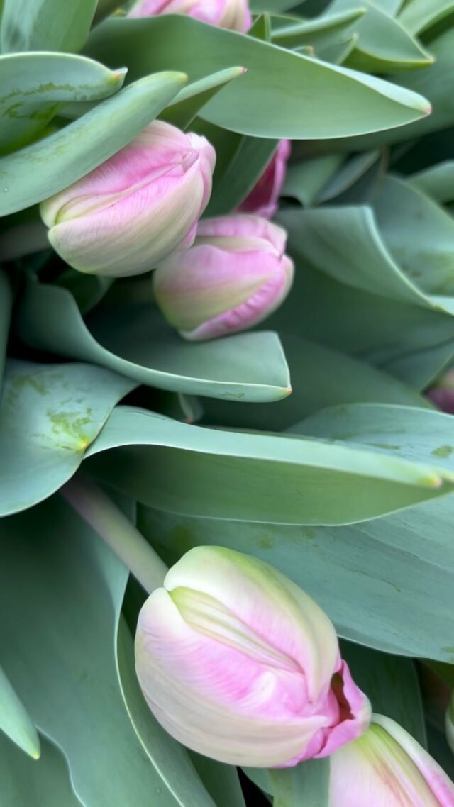 C’est parti pour les premiers abonnements de la saison. 💛

#slowflowersbelgique#fleursd’ici#slowflower#local#fleursecologiques#fleursecoresponsables#fleursbelges#fleurs#pauletteadesfleurs#bouquet#springflowers