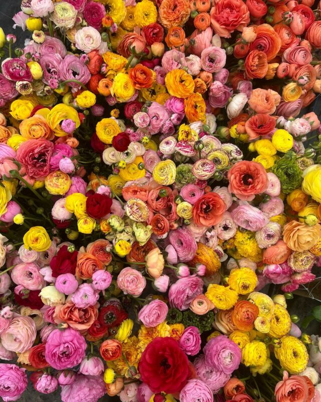 Les renoncules son bientôt terminées et la plupart d’entre elles sont récoltées pour la fête des mères, direction les fleuristes. 

Maintenant on s’active sous les serres pour les plantations de cet été à défaut de pouvoir planter en extérieur vu ce temps délicieux 😅