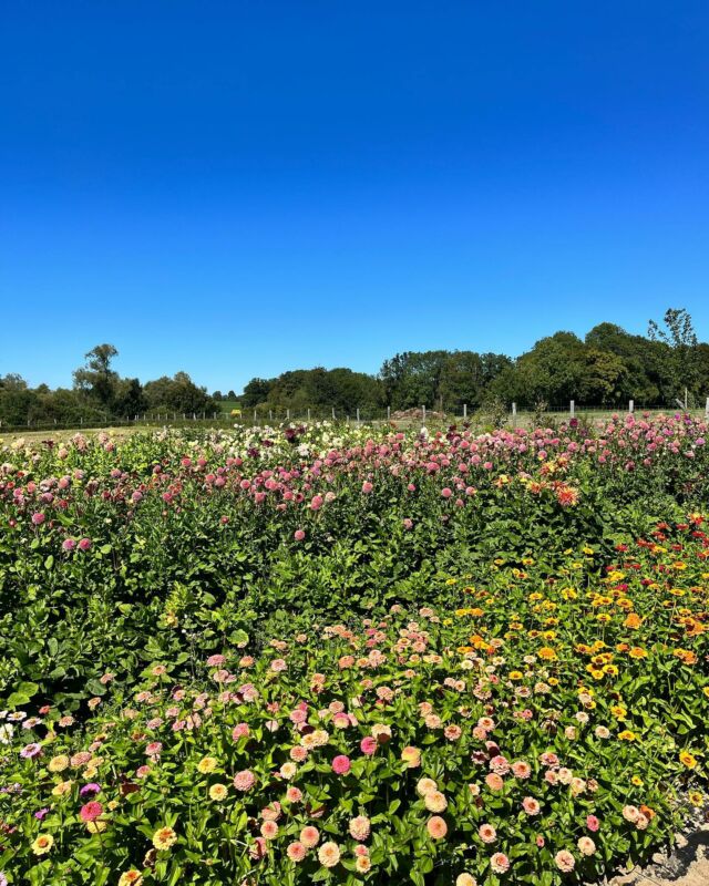 ☀️ PORTE OUVERTE ☀️

Quand : ce Dimanche 10 septembre de 10h à 16h
Adresse : chemin de Pierpont 6210 Rêves (en face du 29) 

Au programme :

🍹Bar et Petite restauration

🌼 Activité fleuris ton vase 
De 11h à 11h30 et de 14h à 14h30
(place limitée)

💐Quelques bouquets seront disponibles à la vente (quantités limitée)

🐮 Mirabelle, Églantine et leurs SURPRISES vous attendent. 🙈

🛺 parking disponible 

Nous vous attendons nombreux en famille ou entre amis pour une petite visite ou même pour y passer la journée n’hésitez pas à passer le mot autour de vous. Bonne ambiance garantie 😁💃

C’est aussi l’occasion pour nous de vous faire découvrir notre métier et les fleurs écologiques qui poussent à deux pas de chez vous. 

Cette année ce sont les productrices de fleurs de la région qui ouvrent leurs portes n’hésitez pas à leurs rendre une petite visite et à soutenir notre collectif. https://belgiumslowflowers.be/

Au plaisir de vous rencontrer ce dimanche 🥳