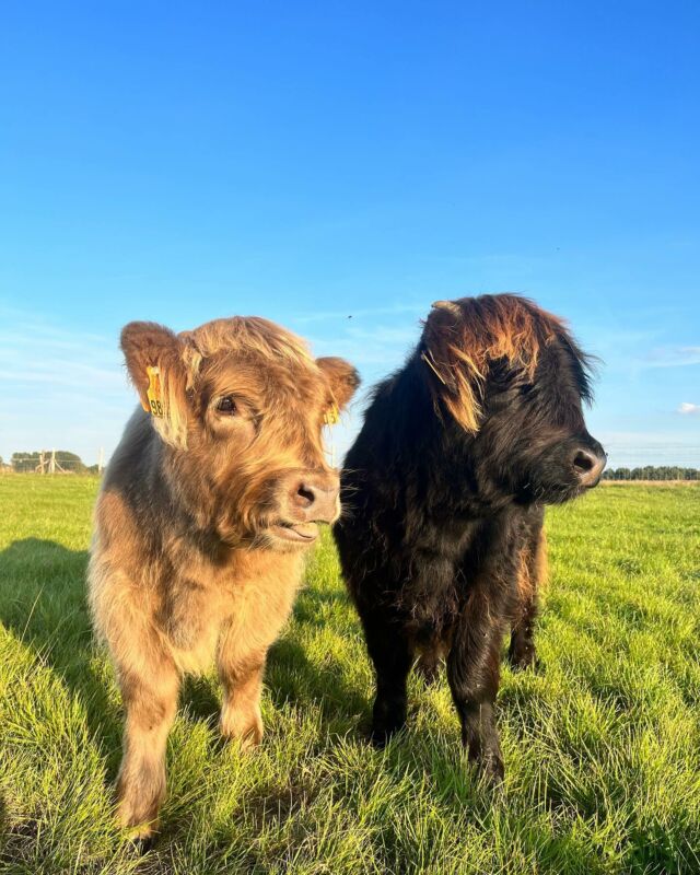 Vous les avez peut être découverte lors de notre porte ouverte de ce dimanche mais pour les absents, nous vous présentons nos deux petites dernières Highland. 

Louve et Myrtille viennent agrandir le troupeau pour le plus grand bonheur de Mirabelle et Eglantine. 🤎

#highland#highlandcattle#highlandcow