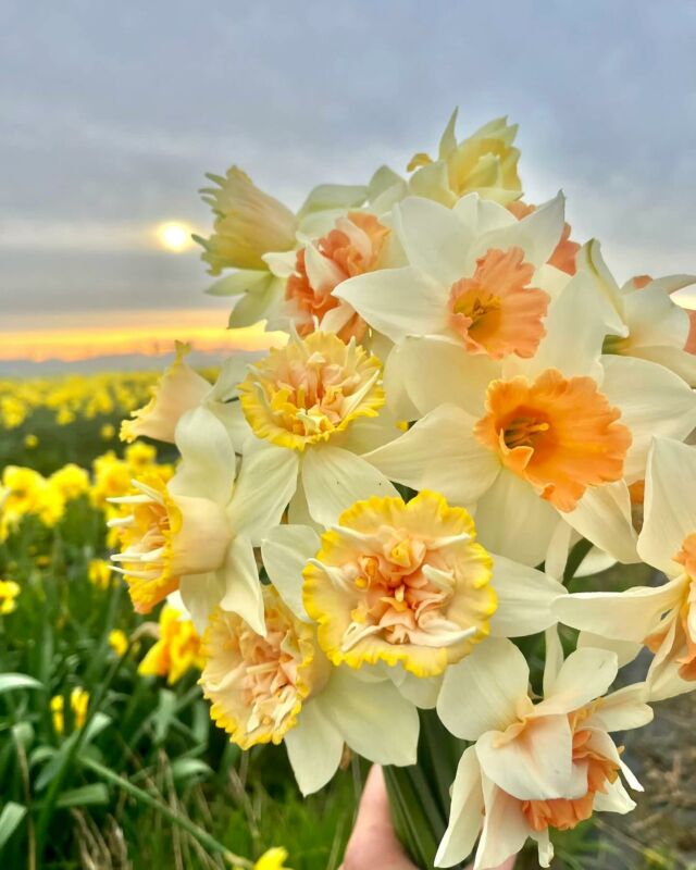 On continue la plantation des fleurs pour le printemps. Place aux narcisses ! 💛  On a hâte de les voir pointer le bout de leur nez. 🌱

#FleursÉcoResponsables #SlowflowersBelgique #FermeFlorale #FleursLocales #Narcisses