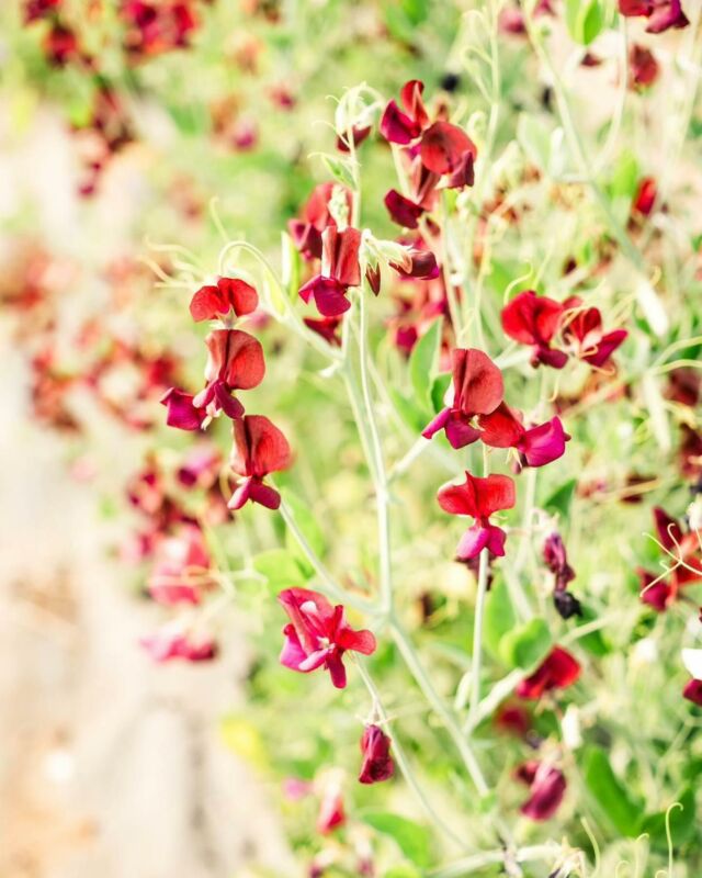 Nos annuelles rustiques sont plantées dans nos serres depuis quelques semaines déjà. 🌱

Ces fleurs résilientes sont choyées jusqu'à ce qu'elles soient prêtes à fleurir dès l’arrivée des beaux jours 🌞 

📸 @thomasvergeylenmariage 

#AnnuellesRustiques #Serres 
#SlowflowersBelgique #FermeFlorale #FleursLocales