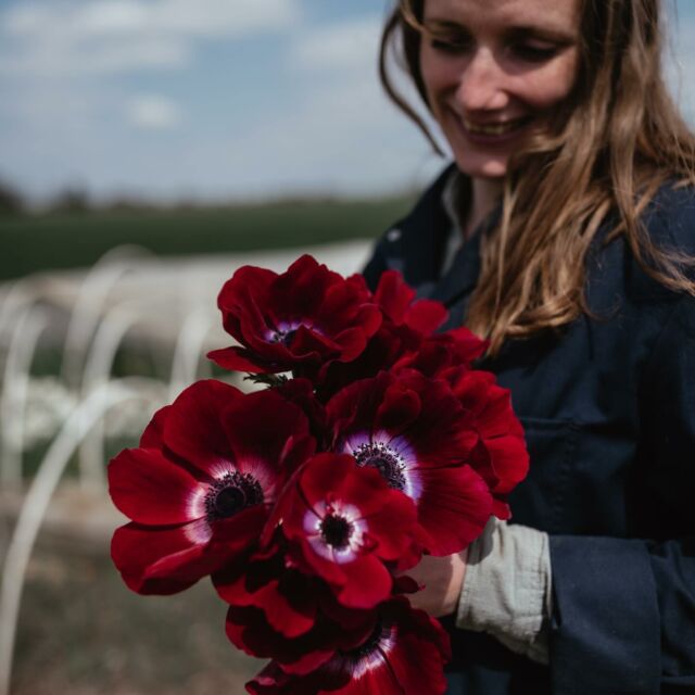 C’est au tour des anémones d’être mises sous terre pour les voir faire leur grand retour au printemps. 🌸

Pour cette prochaine saison, de nouvelles variétés d’anémones doubles feront également leur apparition ! 🌱

Vous aussi vous avez hâte de voir les couleurs qu'elles apporteront à notre champ ? 🌼

📸 @cynthiatbv.storyteller @thomasvergeylenmariage 

#FleursÉcoResponsables 
#SlowflowersBelgique #FermeFlorale
#FleursLocales #Anémones
