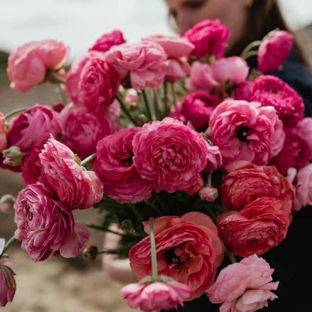 On poursuit les plantations pour le printemps avec les renoncules! Je ne me lasse pas de ce rose, je suis impatiente de voir ces beautés éclore 🌸✨

📸 @cynthiatbv.storyteller 

#FleursÉcoResponsables 
#SlowflowersBelgique #FermeFlorale
#FleursLocales #Renoncules