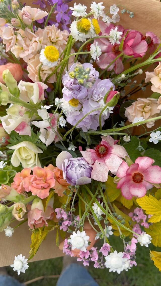 Petit aperçu de notre routine pour la confection de vos bouquets en direct du champ. 

#slowflowersbelgique #fleurslocales#fleursdesaison#pauletteadesfleurs#bouquets#springflowers#fleursécologiques