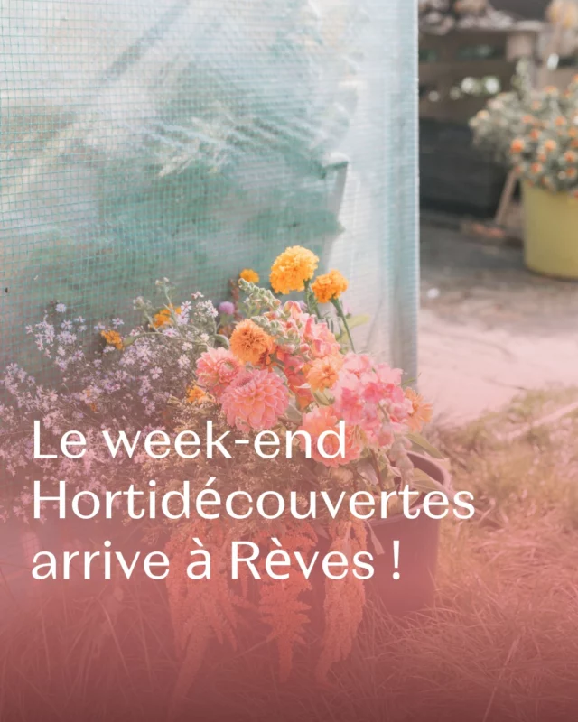 Le week-end Hortidécouvertes arrive ! 📣🌸

Les 12 et 13 avril, je vous ouvre grand les portes du champ pour un événement unique autour des fleurs locales, de saison et cultivées avec amour.

Au programme : ⤵️

✅ Ateliers semis à emporter pour petits et grands jardiniers.
✅ Vente de plants de renoncules, anémones et autres vivaces.
✅ Boutique ouverte avec nos bouquets frais & créations en fleurs séchées.
✅ Jeu de piste interactif avec des cadeaux à la clé.
✅ Brasserie & petite restauration pour une pause gourmande.
✅ Et bien sûr… Une rencontre avec nos vaches Highland Cattle. 🐮

Une journée à vivre en famille, au grand air, les mains dans les fleurs ! 
📍 Toutes les infos sur le site web de 🔗 jejardinelocal.be

Qui sera de la partie ? Plutôt samedi ou dimanche ? 💬 

@jejardinelocal #Hortidécouvertes #printemps #fleurslocales #fleursdesaison #compositionflorale #slowflowersbelgique #fleursbelgique #pauletteadesfleurs