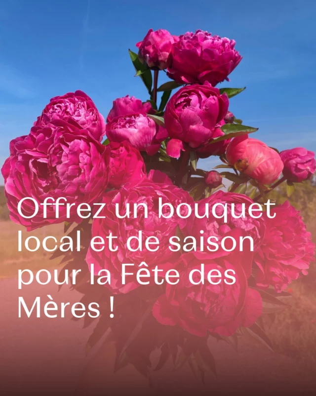 La Fête des Mères approche… Et on a tout pour la gâter ! 💡💐

⚠️ Si vous souhaitez lui offrir un bouquet de fleurs locales et de saison, pensez à passer commande avant le 8 mai soir pour être certain.e d’avoir le bouquet de ses rêves.

À commander via 👆 notre site web en bio ou 📞 par téléphone : +32 (0)471 07 28 71 !

👉 Et si vous n’avez pas commandé, vous pourrez aussi venir choisir directement en boutique parmi nos plus belles créations !

Envie d’une surprise qui dure encore plus longtemps ? 🎁 

Offrez-lui une place à l'un de nos ateliers fleuris : un moment créatif et ressourçant à vivre au cœur du champ !

✨ Atelier bouquet, couronne, centre de table, … Ou même atelier sur-mesure : tout est possible.

La boutique sera ouverte du mercredi au samedi de 10h à 18h et ce dimanche 11 mai de 10h à 14h30 au Chemin de Pierpont 50 à Rêves. 📍

💬 Votre maman préfèrerait un bouquet éclatant ou une parenthèse fleurie en atelier ?

#fetedesmeres #pauletteadesfleurs #fleurslocales #atelierfloral #bouquetfrais #fleursdesaison #cadeaufleurie #slowflowersbelgique