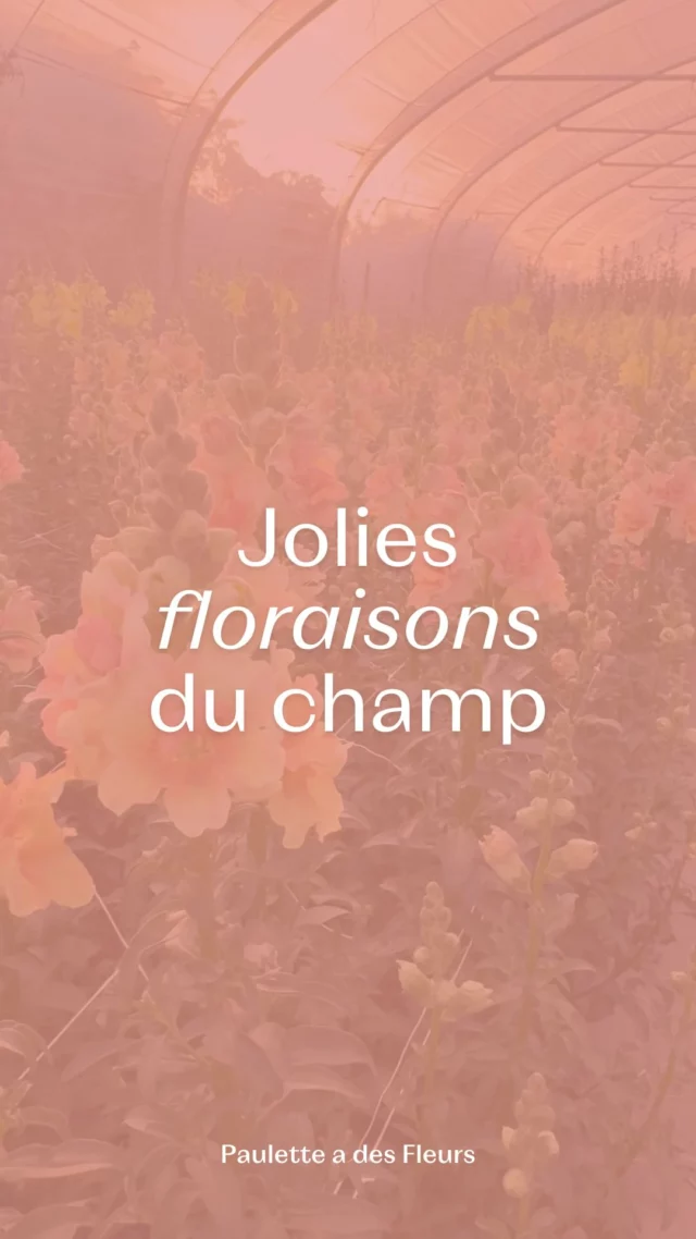 Nos petites beautés locales et de saison que vous pouvez retrouver dans vos bouquets ! 💐✨

#fleurslocales #fleursdesaison #compositionflorale #slowflowersbelgique #fleursbelgique #pauletteadesfleurs