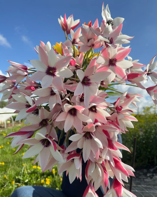 Et si vos tulipes préférées revenaient… Dans votre propre jardin ? 🌷🥰

📣 Bonne nouvelle : à partir de juin, vous pourrez précommander nos bulbes de tulipes via notre e-shop ou directement en boutique !

Des variétés coups de cœur à planter à l’automne pour voir éclore la magie au printemps prochain… 👉 Précommandez en ligne, venez retirer à l’atelier ou choisissez vos bulbes sur place : à vous de voir !

📦 Livraison ou retrait en boutique dès le début de l’automne. Restez connecté.e.s, les variétés seront annoncées très bientôt…

Vous aussi, vous rêvez de voir fleurir vos propres tulipes à la maison ?

#tulipe #fleurslocales #fleursdesaison #compositionflorale #slowflowersbelgique #fleursbelgique #pauletteadesfleurs