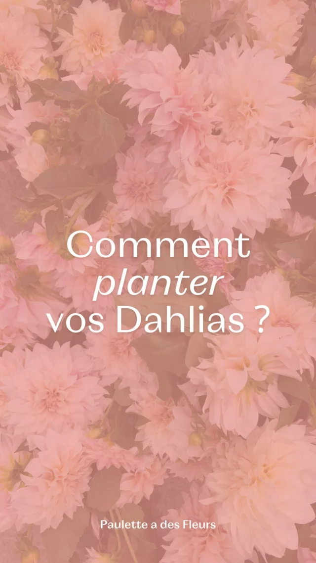 Vous êtes beaucoup à me poser cette question... Comment planter et entretenir vos Dahlias ? 💡 Maintenant vous avez toutes les astuces pour réussir vos plantations et profiter d’une belle floraison jusqu’à l’automne ! 🌸

👇 Qui aime les Dahlias autant que moi par ici ? 

#dahlias #fleurslocales #fleursdesaison #fleursbelgique #pauletteadesfleurs