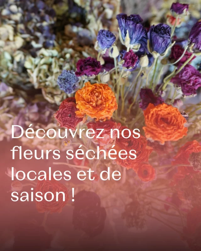 Le champ s'invite jusque chez vous... Passez à la boutique et découvrez également notre gamme de fleurs séchées locales et de saison ! 🌸

Ça vous dit... Un bouquet fraîchement récolté, une création séchée ou un petit moment suspendu au cœur de la saison ? 

📆 Ouverture du mercredi au samedi de 10h à 18h au 📍 Chemin de Pierpont 50, à 6210 Rèves : ⤵️

🌼 Bouquets de saison
🌸 Fleurs séchées
🎨 Ateliers floraux
🎁 Bons cadeaux

#fleurslocales #boutiquefleurie #fleursdesaison #floriculturebelgique #slowflowersbelgique #pauletteadesfleurs
