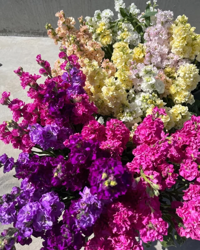 Les belles Giroflées de juin 🌸😍 que l’on appelle aussi les Matthiolas... 🥰

#giroflee #matthiola #fleurslocales #boutiquefleurie #fleursdesaison #floriculturebelgique #slowflowersbelgique #pauletteadesfleurs