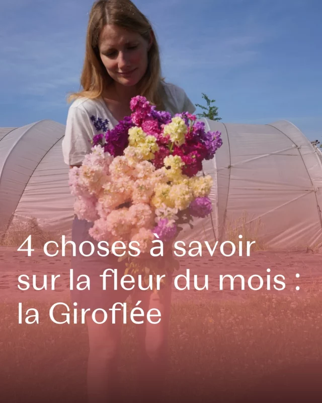 La fleur de juin, c’est la Giroflée ! 🌸 On découvre ensemble celle que l’on appelle aussi la Matthiola... 📖💡

Vous l’aimez ?

#giroflee #matthiola #fleurslocales #boutiquefleurie #fleursdesaison #floriculturebelgique #slowflowersbelgique #pauletteadesfleurs