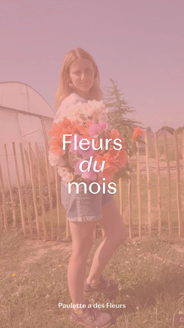 Lesquelles vous préférez ? 1, 2, 3, 4, 5, 6, 7, 8 ? 🌼👇

Si vous voulez connaître leurs petits noms : ⤵️
1. Godetia
2. Chrysanthèmes des Moissons
3. Clématite 
4. Kniphofia
5. Scabieuse
6. Verbascum
7. Lychnis
8. Penstemon 

Petit échantillon des fleurs de juin locales et de saison… 💛 À retrouver (et plus encore !) en boutique du mercredi au samedi de 10h à 18h au Chemin de Pierpont 50 à Rèves ! 🌞

#fleurslocales #boutiquefleurie #fleursdesaison #floriculturebelgique #slowflowersbelgique #pauletteadesfleurs