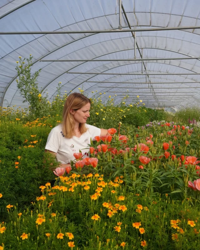 La boutique est ouverte ! 🌻 
Le mercredi de 10h à 18h
Le jeudi de 14h à 18h 
Le vendredi et samedi de 10h à 18h
Chemin de Pierpont 50 à Rèves. 📍

#fleurslocales #boutiquefleurie #fleursdesaison #floriculturebelgique #slowflowersbelgique #pauletteadesfleurs