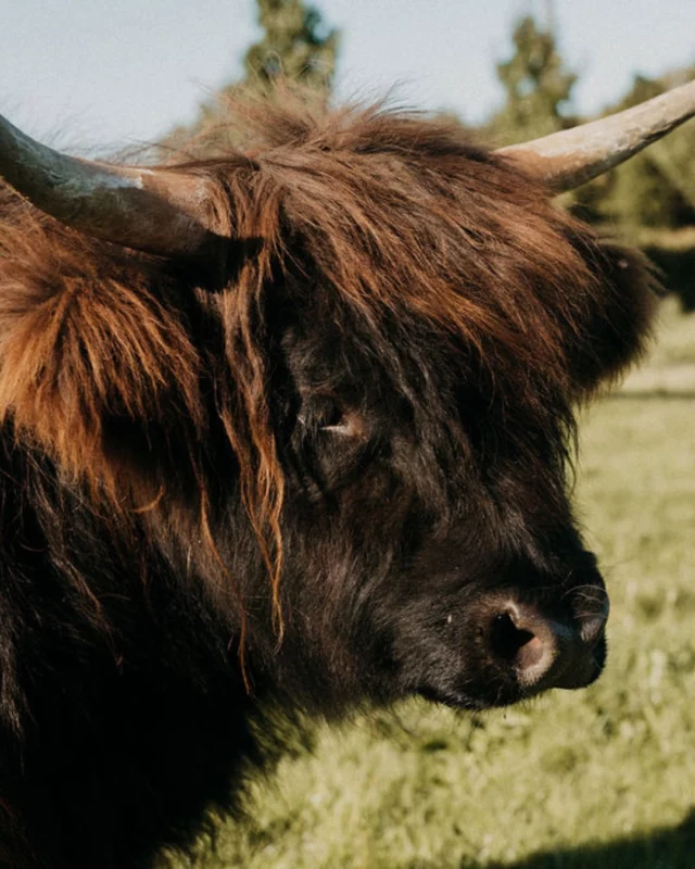 Mirabelle et Eglantine ont une grande nouvelle 📣 : leurs petits veaux vont arriver ! 🐮🐮 Des idées de prénoms à nous partager ? 🥰👇

#highlandcattle #fleurslocales #fleursdesaison #compositionflorale #slowflowersbelgique #fleursbelgique #pauletteadesfleurs