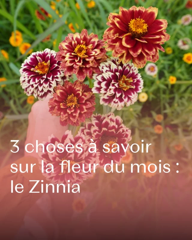 Impossible de passer à côté ⚡️ le Zinnia, c’est LA fleur colorée et généreuse qu’il vous faut au jardin cet été ! 🌸🌼

Qui aime le Zinnia autant que moi par ici ? 👇❣️

@floretflower #pauletteadesfleurs #fleurslocales #fleursdesaison #floriculturebelgique #slowflowersbelgique #zinnia #zinnialove #fleursdujardin #fleuristebelgique