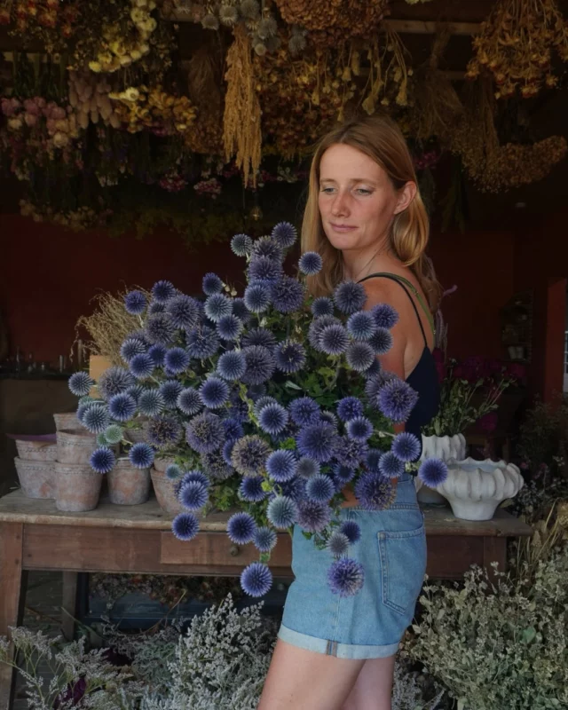 Partie 2 📣 comme promis, je vous partage ma seconde sélection de fleurs à sécher ! 😍 Voici quelques vivaces incontournable pour le séchage : ⤵️💐
✨ Echinops
✨ Limonium
✨ Helichryse
✨ Lavande
✨ Eryngium
✨ Craspedia
✨ Anaphalis

Quel est votre coup de coeur ? ♥️

#fleurslocales #boutiquefleurie #fleursdesaison #fleuristebelgique #floriculturebelgique #slowflowersbelgique #pauletteadesfleurs