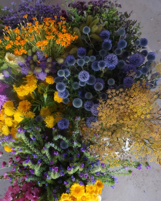Nos jolies fleurs en vrac pour vos mariages 💍💐

Si vous souhaitez fleurir un événement avec des fleurs locales et de saison, contactez-nous via notre site web en bio ou au 📞 +32 (0)471 07 28 71 !

#mariage2025 #mariagebelgique #fleurslocales #boutiquefleurie #fleursdesaison #floriculturebelgique #slowflowersbelgique #pauletteadesfleurs