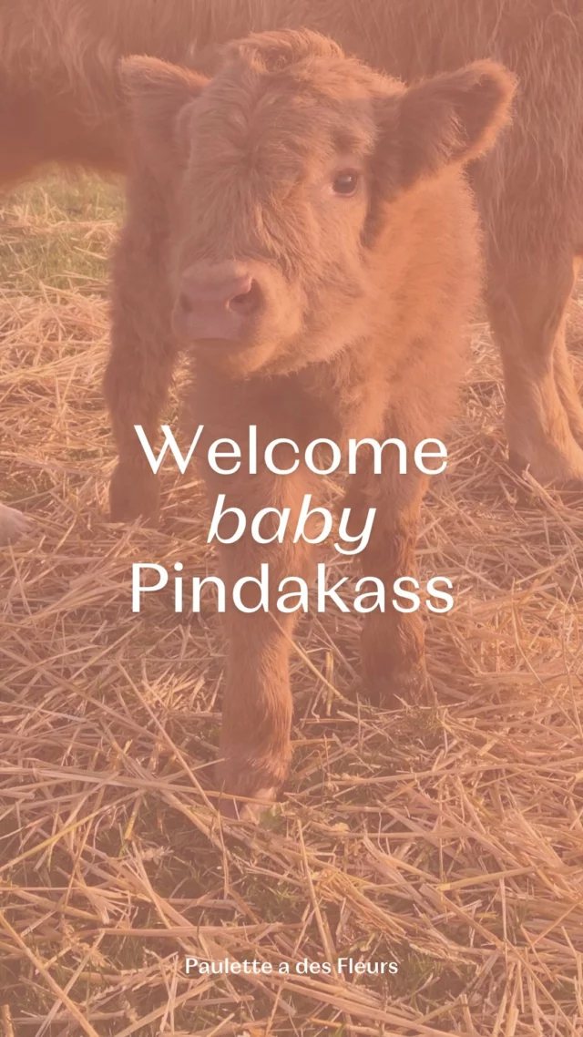 Mirabelle est devenue maman pour la toute première fois 🐮 elle a donné naissance à un magnifique petit taureau ! 😍 Il s’appelle Pindakass (et oui, on fond déjà).

 Encore un peu de patience, Pindakass : un(e) copain/copine arrive bientôt pour jouer… 👀 Le veau d’Églantine devrait aussi pointer le bout de son museau d’ici une quinzaine de jours. 🥰

📣 Vous voulez qu’on vous tienne aux nouvelles ?

#highlandcattle #fleurslocales #fleursdesaison #compositionflorale #slowflowersbelgique #fleursbelgique #pauletteadesfleurs