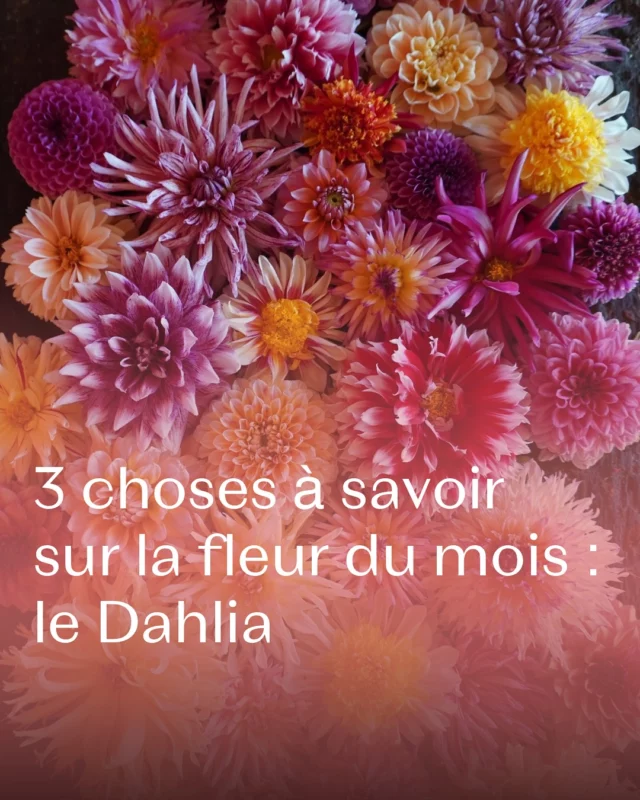 Impossible de résister 🌸 le Dahlia, c’est LA star éclatante et généreuse de l’été jusqu’à l’automne ! 

Qui est aussi fan du Dahlia par ici ? 👇🥰

#pauletteadesfleurs #fleurslocales #fleursdesaison #floriculturebelgique #slowflowersbelgique #dahlia #dahlialove #fleursdujardin #fleuristebelgique