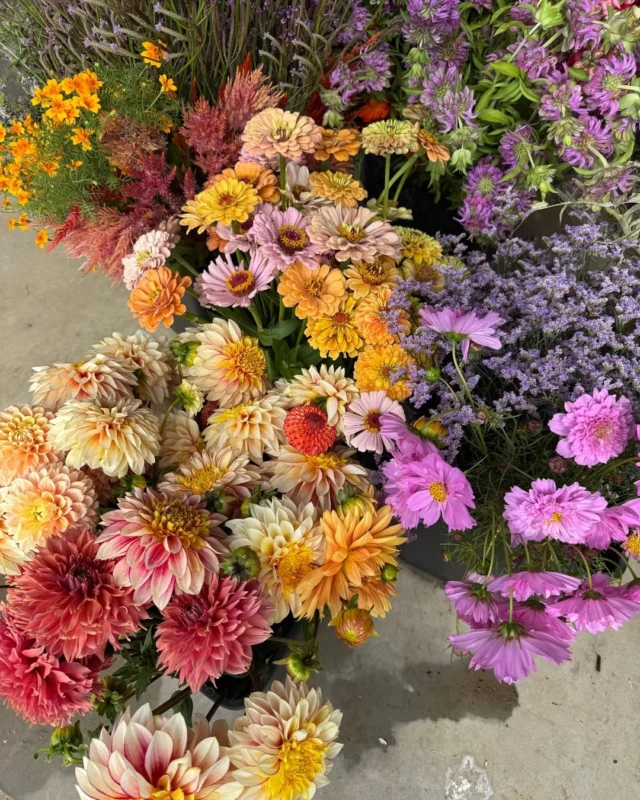 Explosion de couleurs au champ 💐 nos paniers ensoleillés filent direct chez vos fleuristes préférés ! 🥰

Jusqu’en octobre, la boutique est ouverte 📆 le mercredi de 10h à 18h, le jeudi de 14h à 18h, le vendredi et le samedi de 10h à 18h 📍 au Chemin de Pierpont 50 à Rèves.

#fleurslocales #boutiquefleurie #fleursdesaison #fleuristebelgique #floriculturebelgique #slowflowersbelgique #pauletteadesfleurs