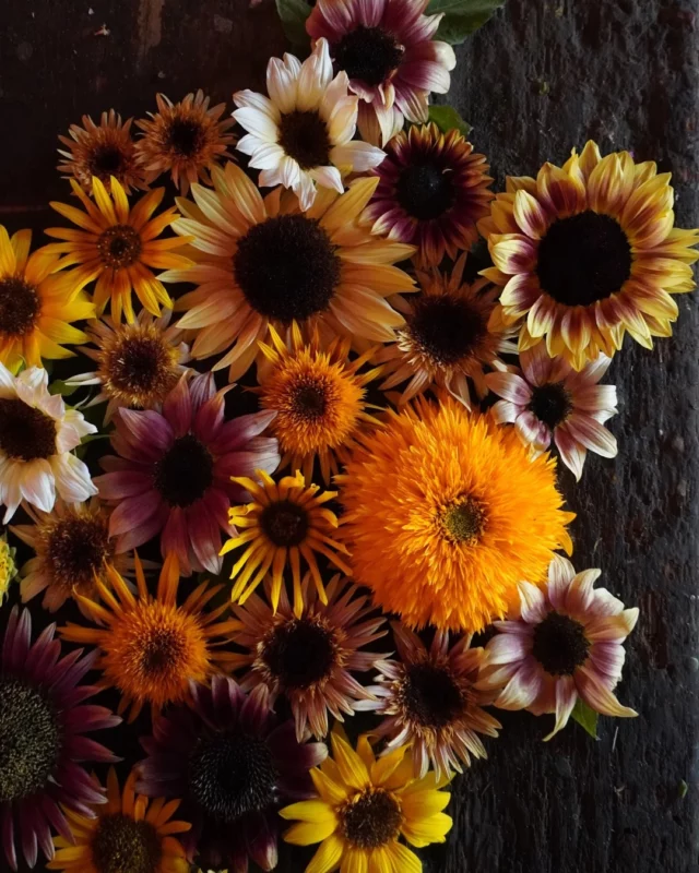 Le tournesol, ce n’est pas toujours la fleur préférée... 🌻 On le connaît souvent jaune et trop grand pour être mixé avec d’autres fleurs… Mais je vais vous faire aimer les tournesols ! 🥰

Chaque année, je déniche de nouvelles pépites : des doubles un peu farfelus, des tons chocolat et même des nuances vieux rose.
On peut vraiment s’amuser avec eux… 🎨

Alors, convaincus ?

#fleurslocales #boutiquefleurie #fleursdesaison #fleuristebelgique #floriculturebelgique #slowflowersbelgique #pauletteadesfleurs