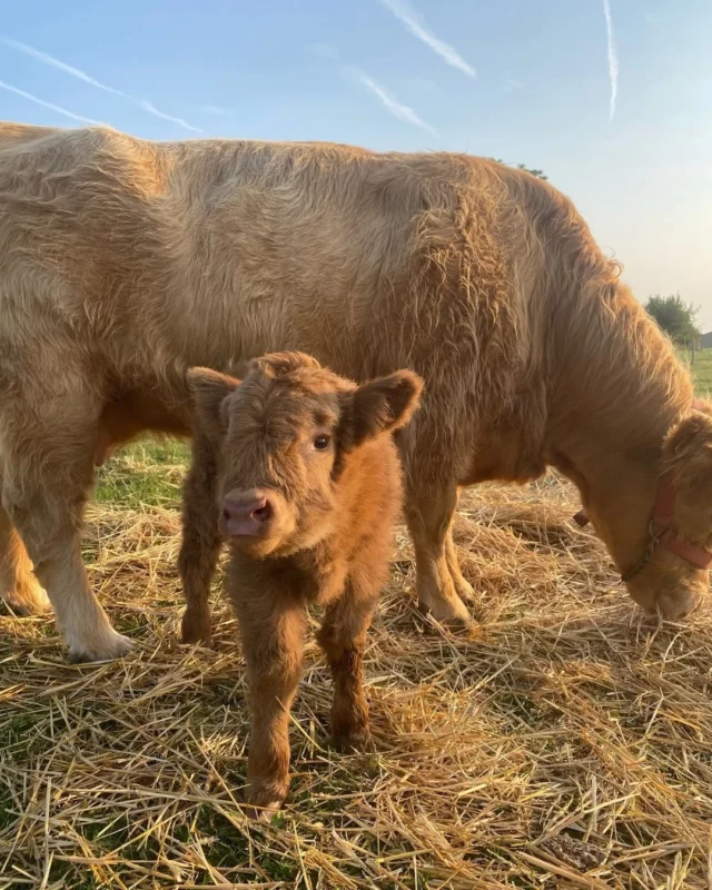 Doux moments de baby Pindakass 🐮 qui vit sa meilleure vie au champ avec sa maman, Mirabelle ! 🫶

#highlandcattle #fleurslocales #fleursdesaison #compositionflorale #slowflowersbelgique #fleursbelgique #pauletteadesfleurs