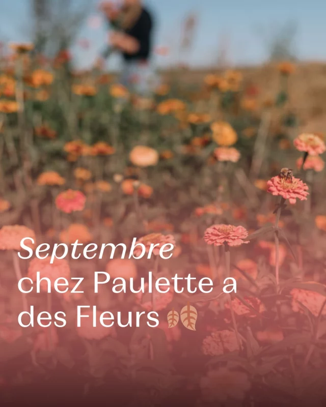 Et vous 💬 quel est le moment qui marque votre mois de septembre ? 🍂

#septembre2025 #september2025 #fleurslocales #boutiquefleurie #fleursdesaison #fleuristebelgique #floriculturebelgique #slowflowersbelgique #pauletteadesfleurs