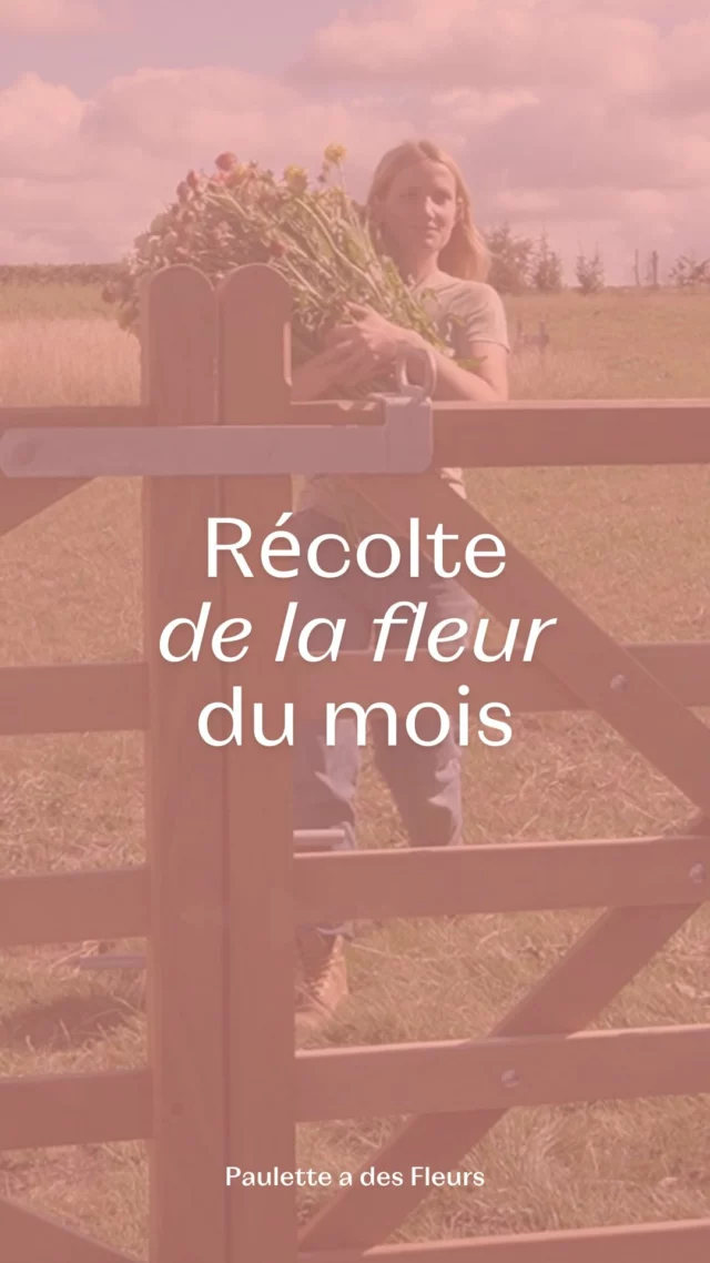 Qui la reconnaît par ici ? 🌸

#septembre2025 #september2025 #fleurslocales #boutiquefleurie #fleursdesaison #fleuristebelgique #floriculturebelgique #slowflowersbelgique #pauletteadesfleurs