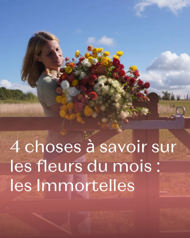 Les Immortelles, c’est la fleur séchée par excellence 💐 colorée, résistante et pleine de charme !

Un vrai trésor de septembre au champ… ✨ Et vous, vous les aimez en quelle couleur ?

#septembre2025 #september2025 #fleurslocales #boutiquefleurie #fleursdesaison #fleuristebelgique #floriculturebelgique #slowflowersbelgique #pauletteadesfleurs