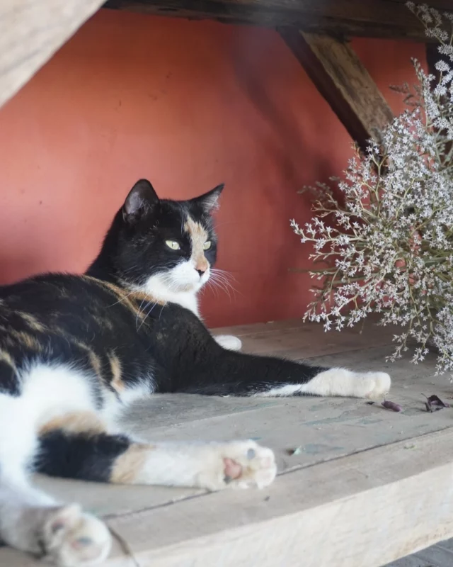 Évidemment que notre Duchesse 😻 valide aussi nos fleurs qui durent ! 🥰

#fleurssechees #chats #fleurslocales #boutiquefleurie #fleursdesaison #fleuristebelgique #floriculturebelgique #slowflowersbelgique #pauletteadesfleurs