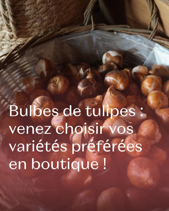 Les bulbes de tulipes sont là 🌷 passez en boutique choisir parmi 10 variétés, puis plantez-les d’octobre à novembre ! ✨
 #bulbesdetulipes #plantationautomne #tulipes #fleurslocales #boutiquefleurie #fleursdesaison #fleuristebelgique #floriculturebelgique #slowflowersbelgique #pauletteadesfleurs