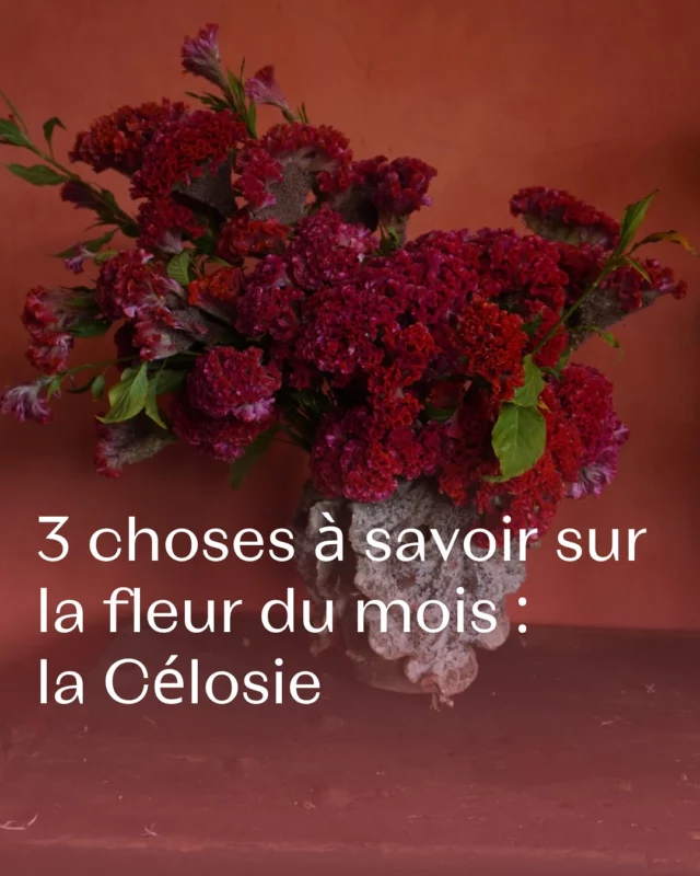 Envie d’essayer une fleur d’octobre à la maison ou en bouquet ? 💐 Découvrez la célosie, ses formes, ses semis et nos idées de compositions ! 💡

Comment vous la trouvez ? 🤗

#celosie #fleurssechees #fleursdujour #fleurslocales #boutiquefleurie #fleursdesaison #fleuristebelgique #floriculturebelgique #slowflowersbelgique #pauletteadesfleurs