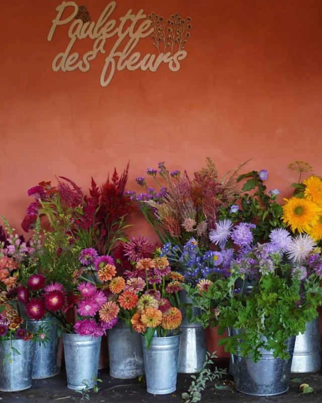 Retrouvez nos fleurs locales et de saison 📍 au Chemin de Pierpont 50 à Rèves : ⤵️
✅ Mercredi 10h-18h
✅ Jeudi 14h-18h
✅ Vendredi & samedi 10h-18h.

Vous avez prévu de passer nous voir ce mois-ci ? 🥰

#fleurslocales #boutiquefleurie #fleursdesaison #fleuristebelgique #floriculturebelgique #slowflowersbelgique #pauletteadesfleurs