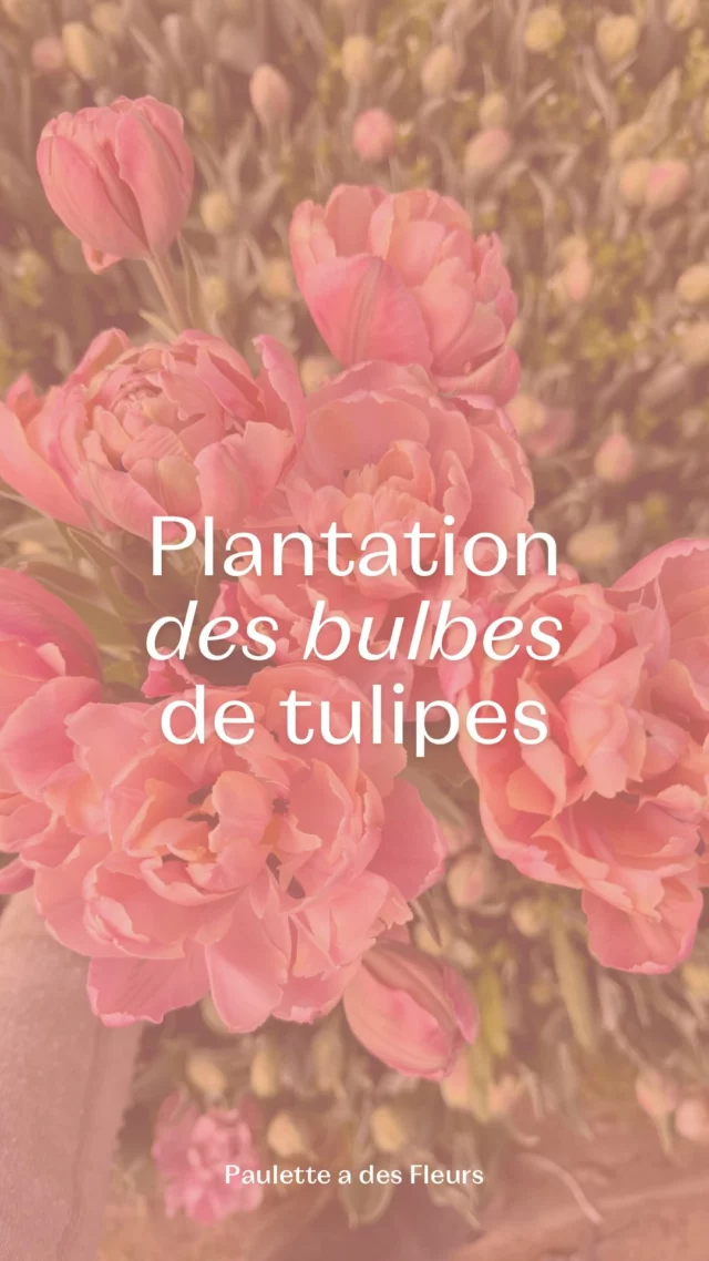 Plantation des tulipes : clôturée ! On vous donne RDV en mars pour découvrir les variétés que nous avons sélectionnées pour vous ! 🌷 Vous avez hâte autant que nous ?

📣 Nouveaux horaires d’hiver de novembre à mars inclus : la boutique vous accueille 📅 le jeudi de 14h à 18h puis le vendredi & le samedi de 10h à 18h au 📍 Chemin de Pierpont 50 à Rèves !

#tulipes #bulbes #fleursduprintemps #fleurslocales #boutiquefleurie #fleursdesaison #fleuristebelgique #floriculturebelgique #slowflowersbelgique #pauletteadesfleurs