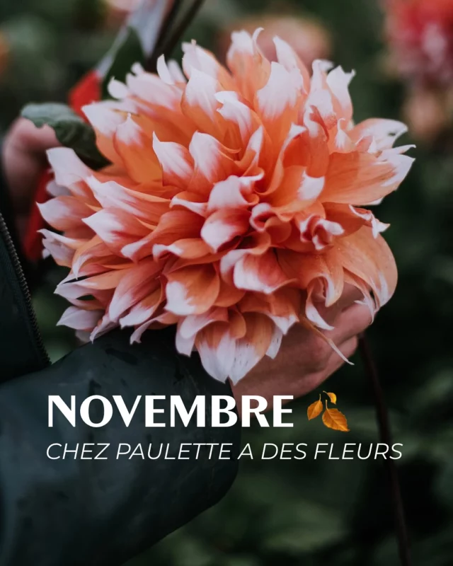 Et vous, quel est votre moment marquant de novembre ? 🕯️ 

📣 Nouveaux horaires d’hiver de novembre à mars inclus : la boutique vous accueille 📅 le jeudi de 14h à 18h puis le vendredi & le samedi de 10h à 18h au 📍 Chemin de Pierpont 50 à Rèves !

#novembre #novembre2025 #november #november2025 #fleurslocales #boutiquefleurie #fleursdesaison #fleuristebelgique #floriculturebelgique #slowflowersbelgique #pauletteadesfleurs